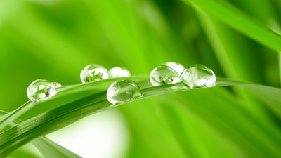 Morning-dew-on-the-fresh-green-leaves_1920x1080.jpg